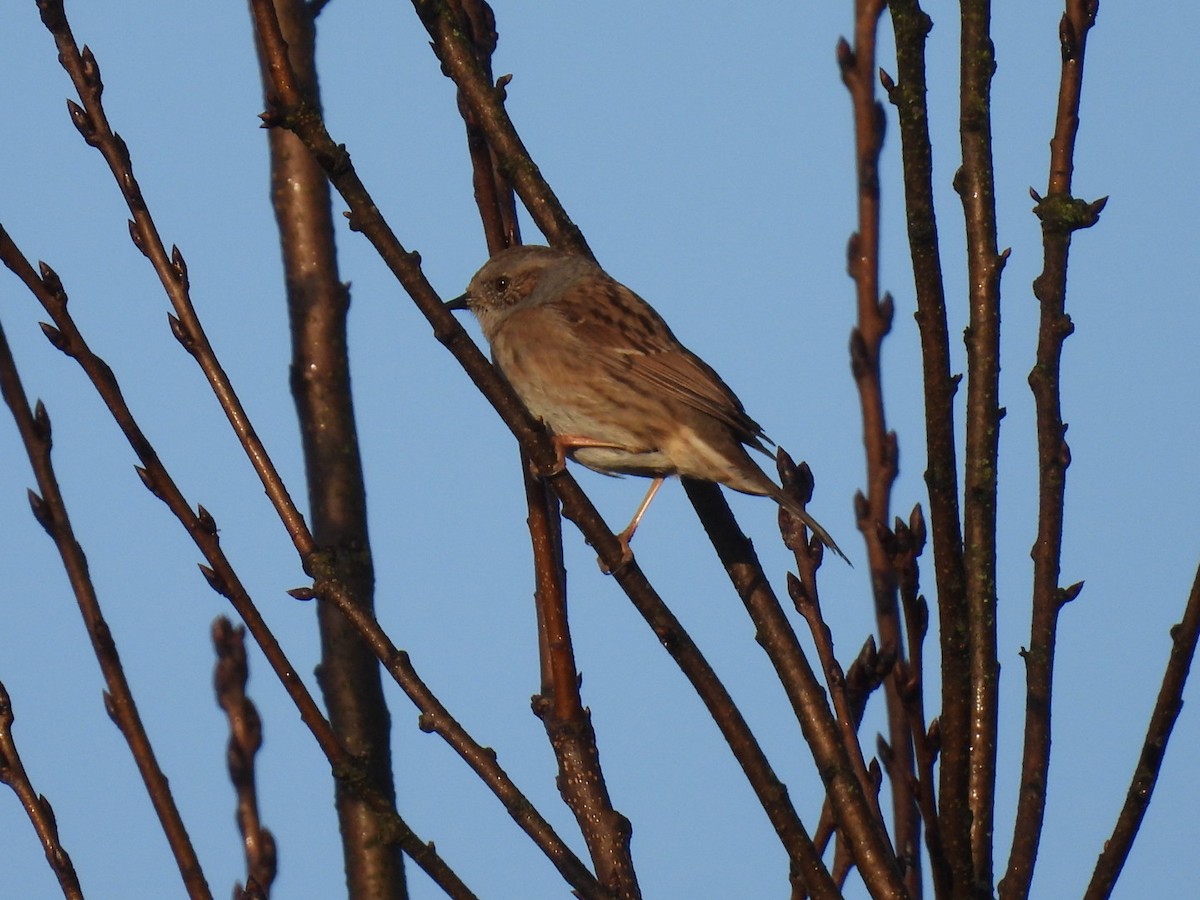 Dunnock - ML651135316