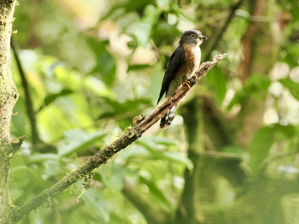 Hodgson's Hawk-Cuckoo - ML651135327