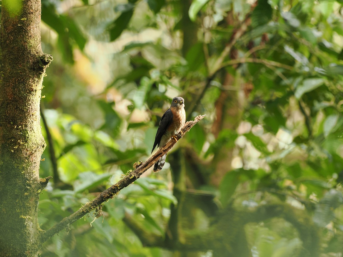 Hodgson's Hawk-Cuckoo - ML651135328