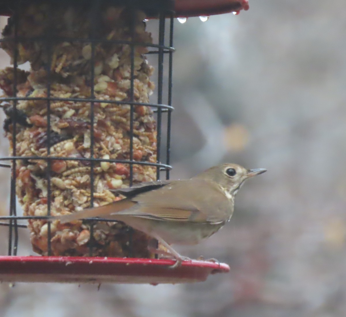 Hermit Thrush - ML651135410