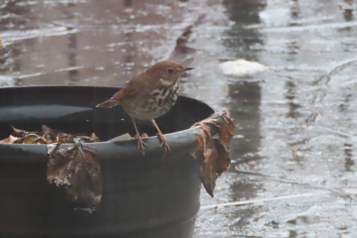 Hermit Thrush - ML651135411
