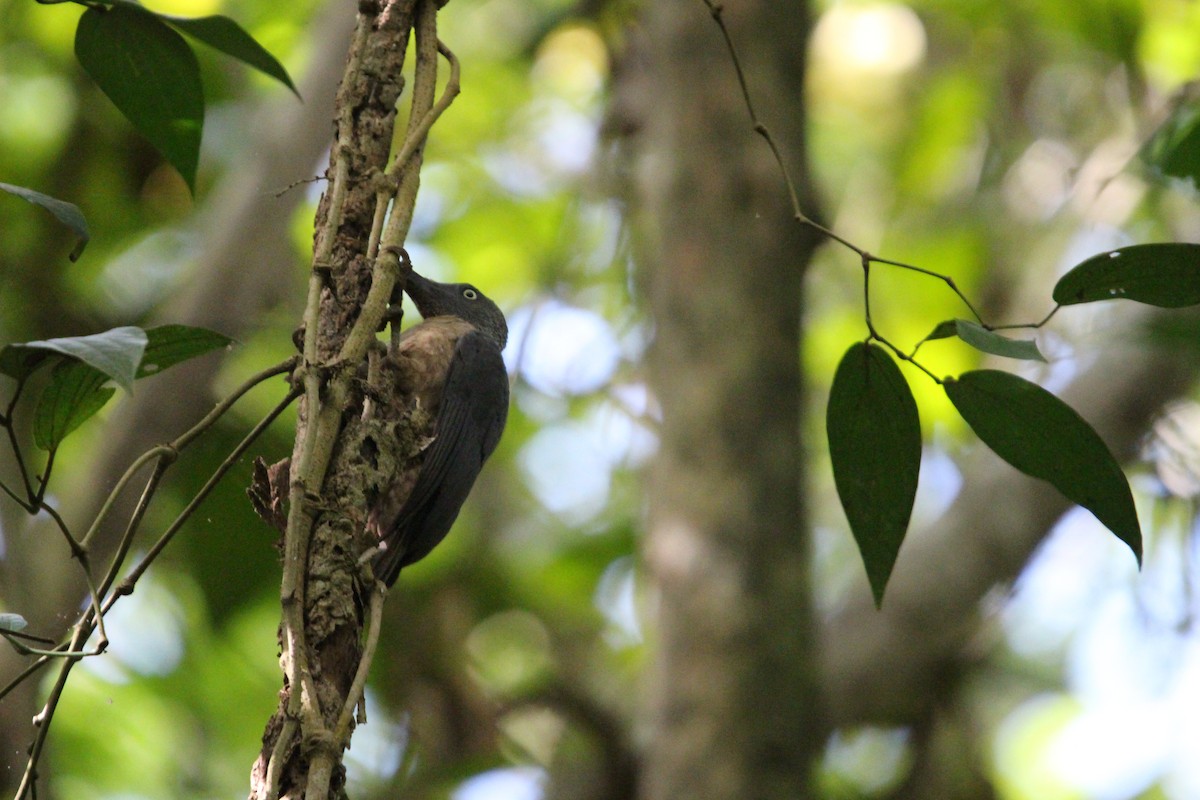 Ashy Woodpecker - ML651135440