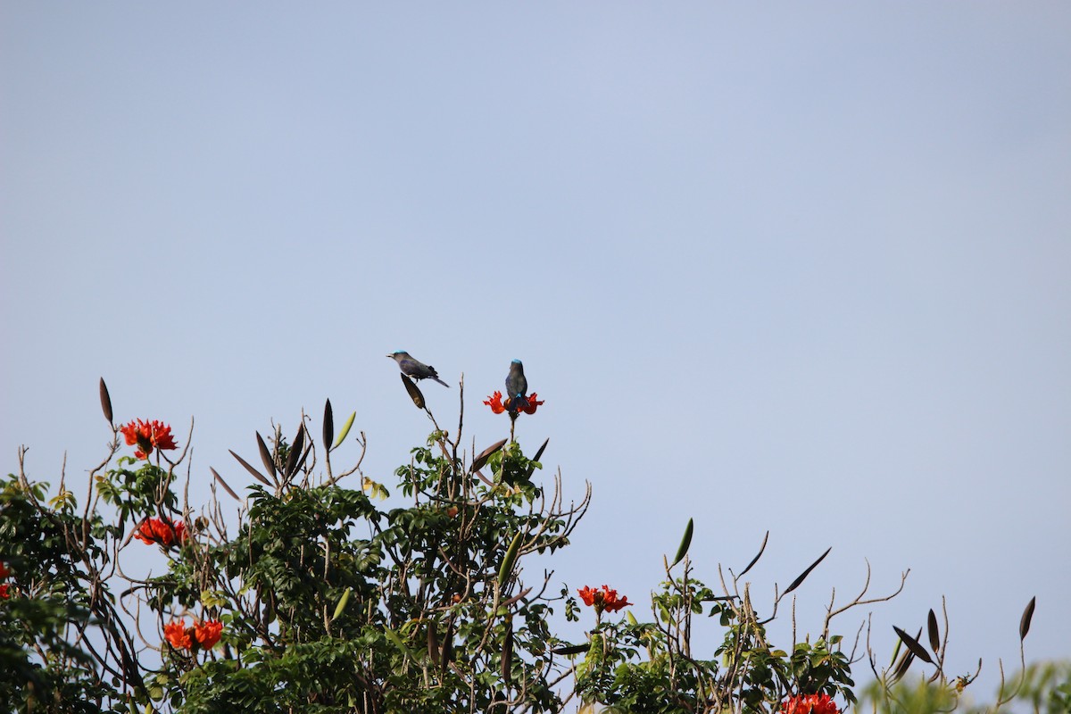 Purple-winged Roller - ML651135456