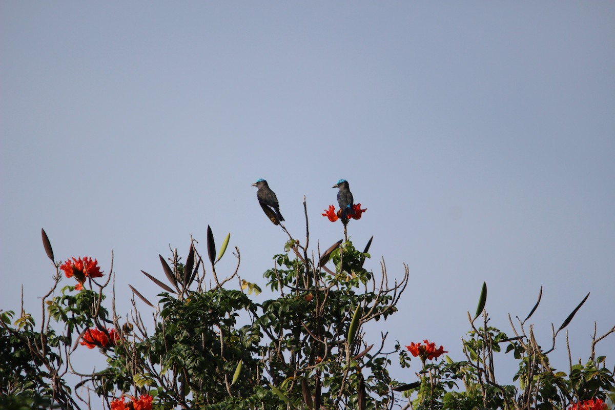 Purple-winged Roller - ML651135465