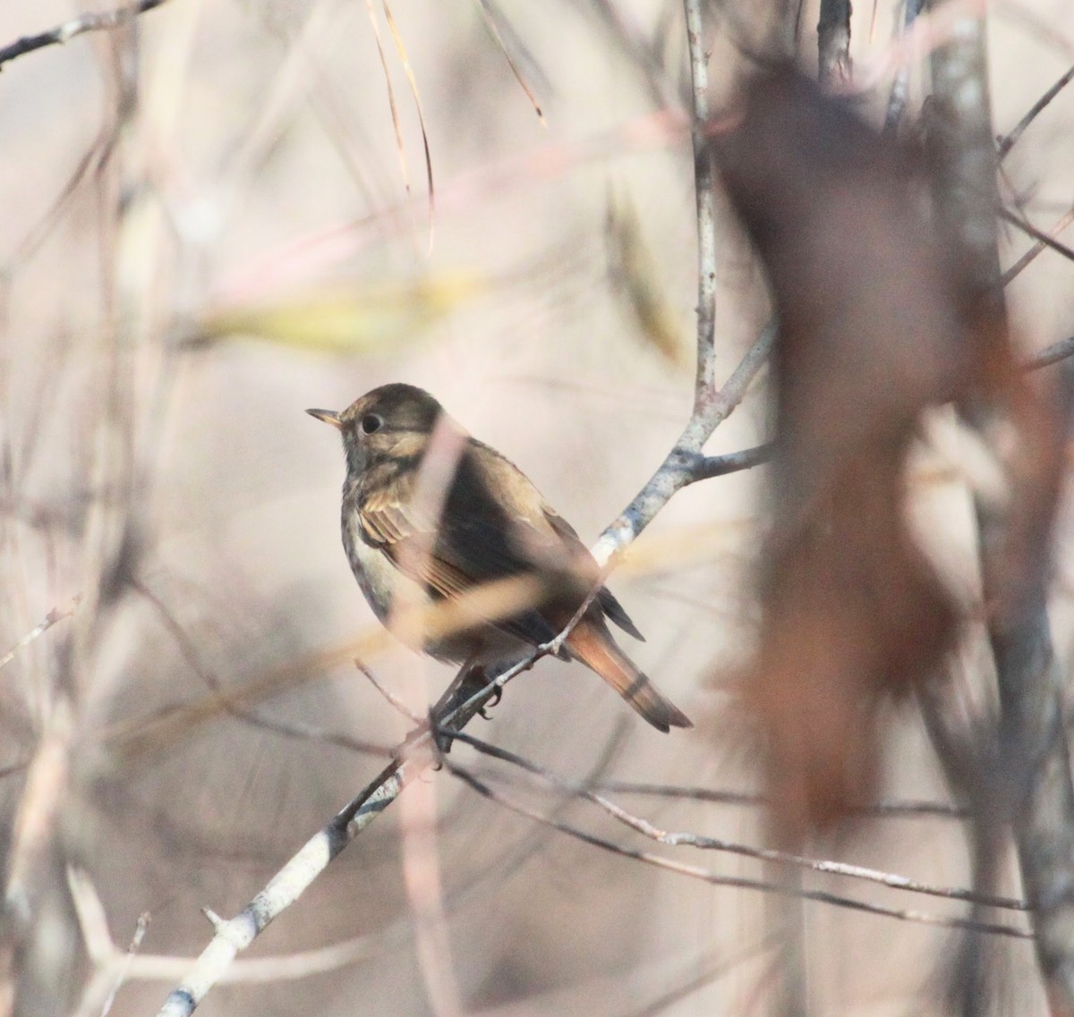 Hermit Thrush - ML651135482