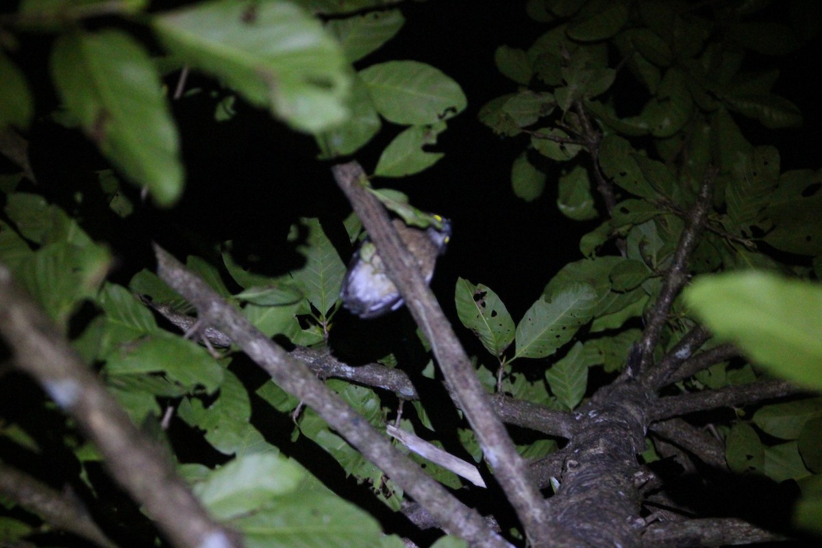 Ochre-bellied Boobook - ML651135538