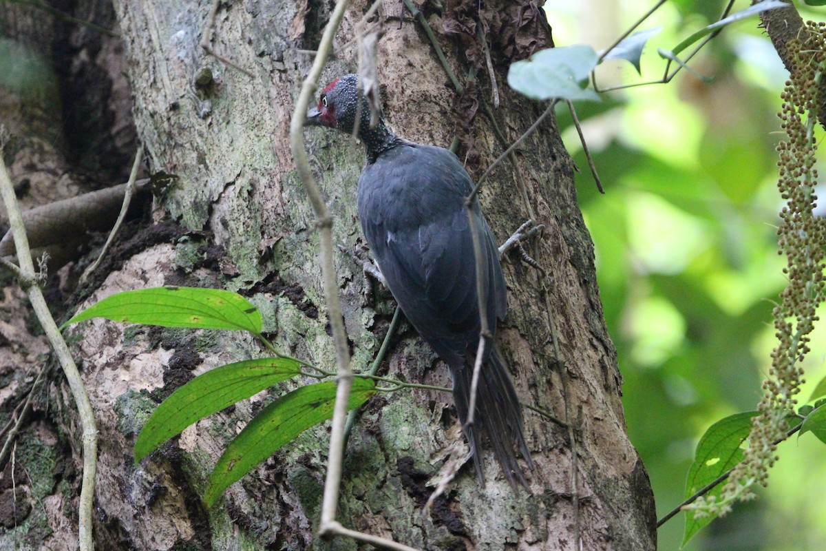 Ashy Woodpecker - ML651135688