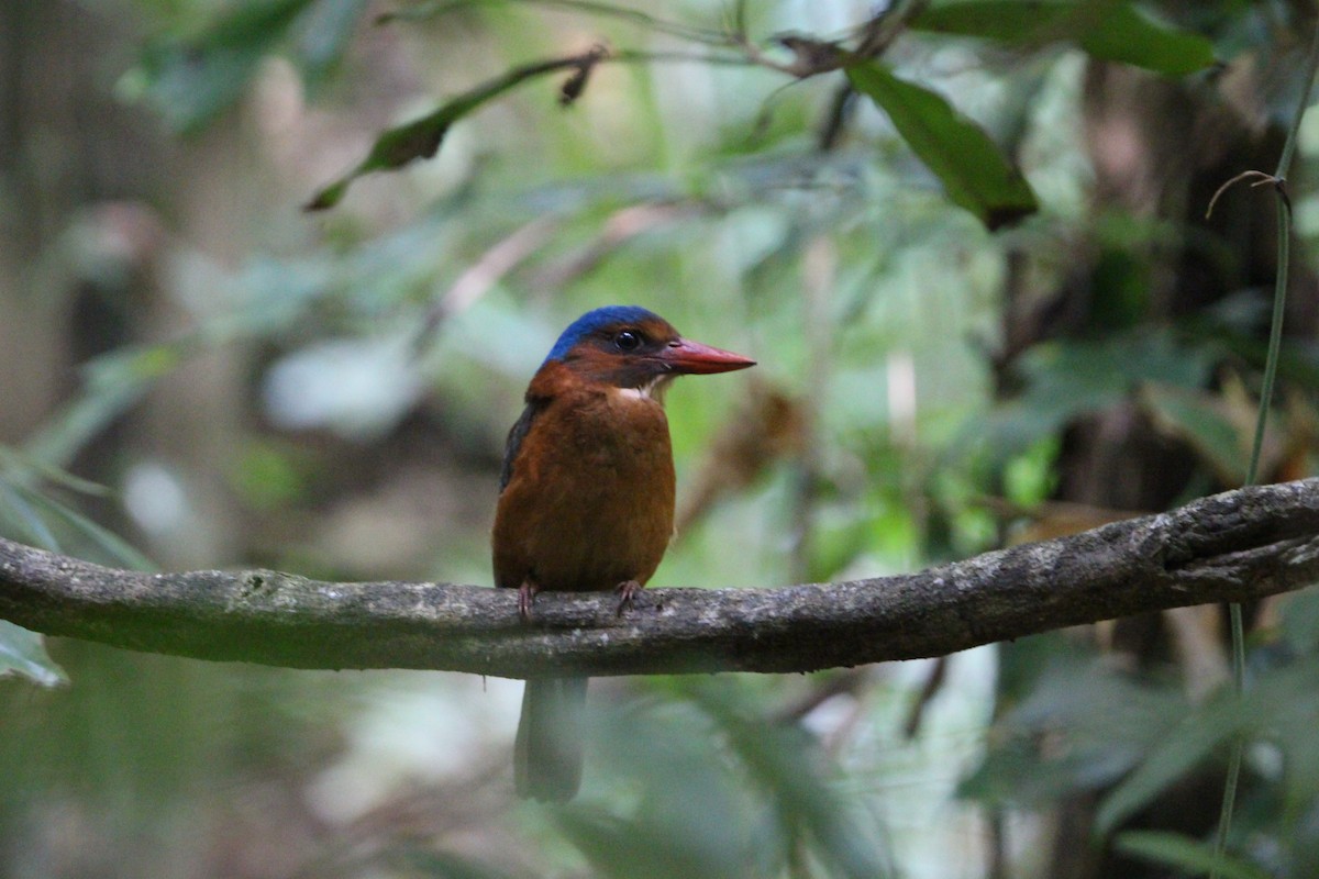Green-backed Kingfisher - ML651135824