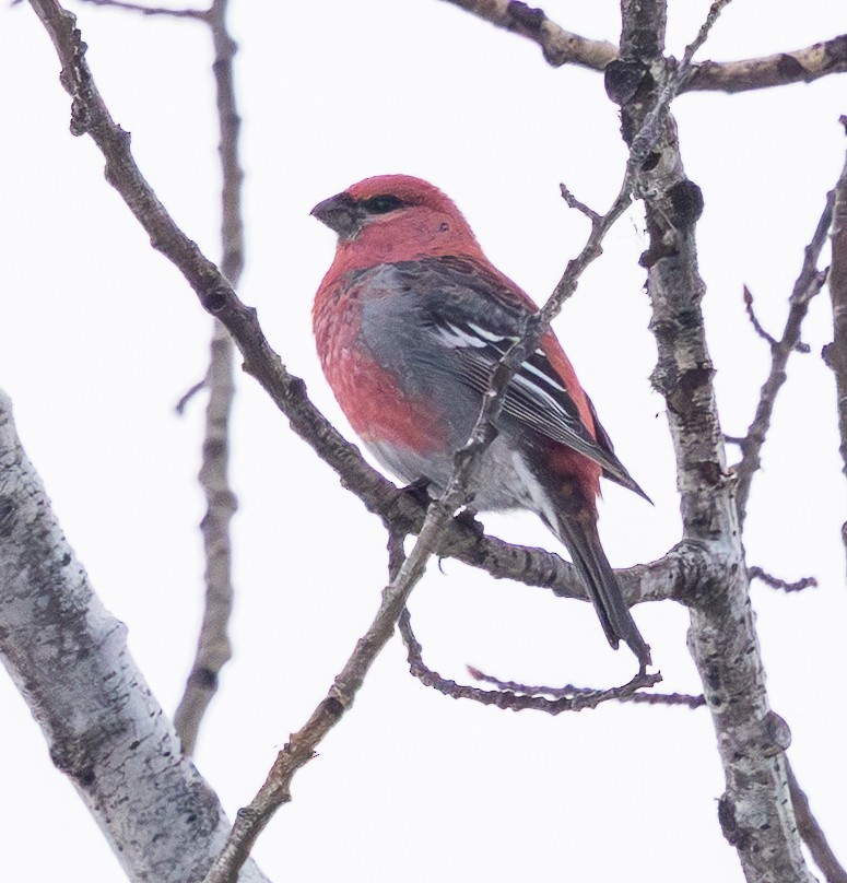 ギンザンマシコ - ML651136602