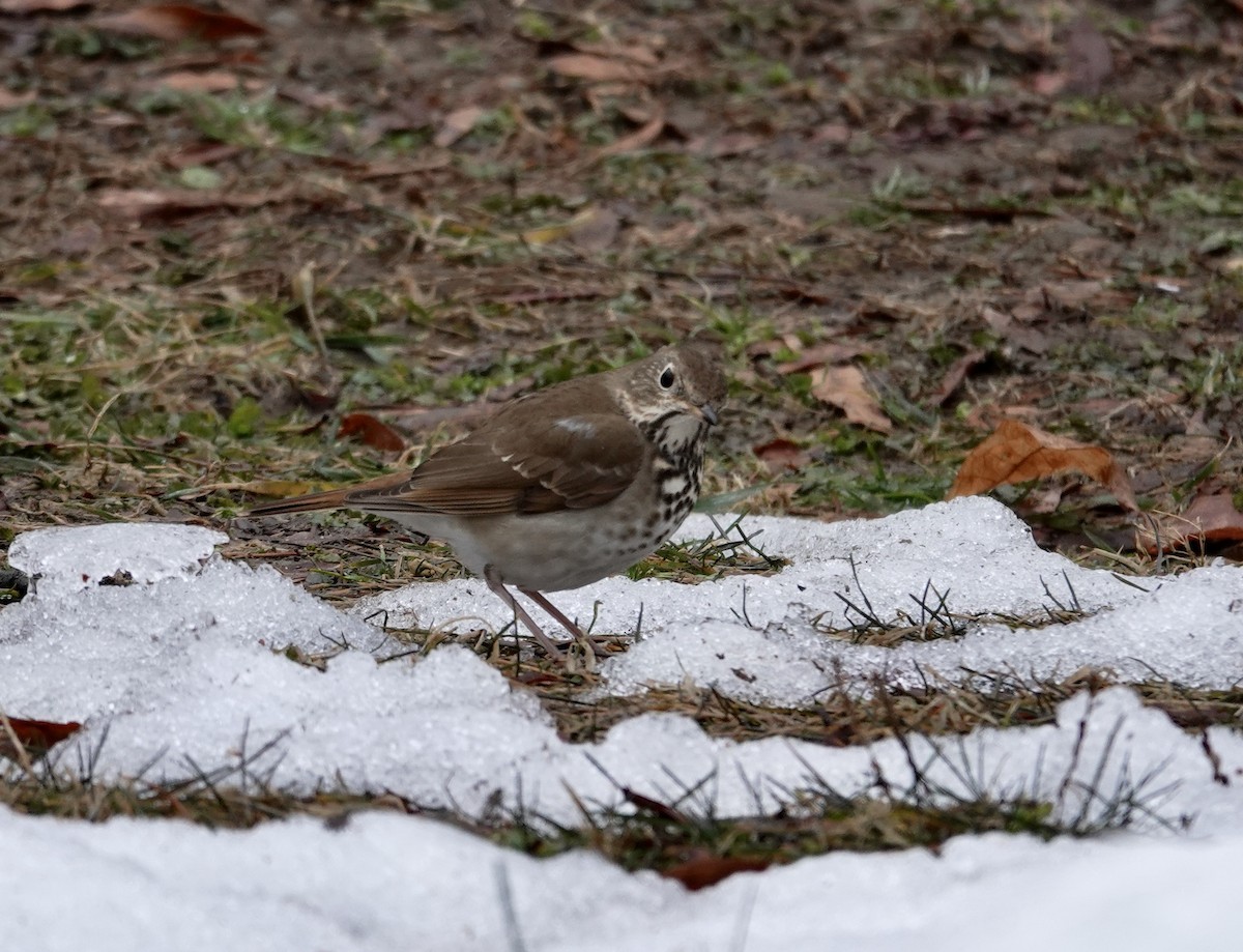 Hermit Thrush - ML651136610