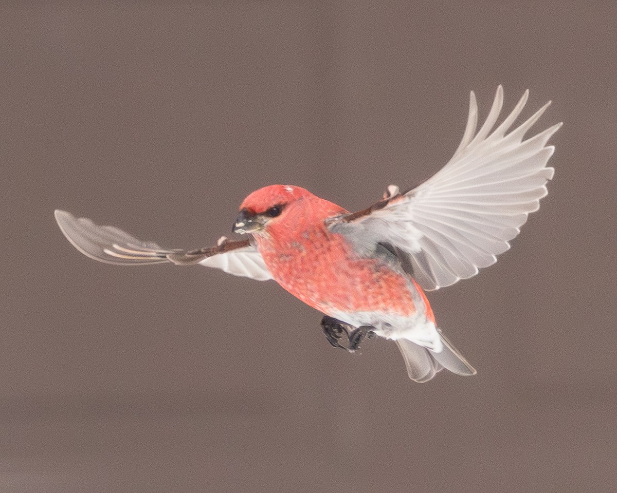 ギンザンマシコ - ML651136632