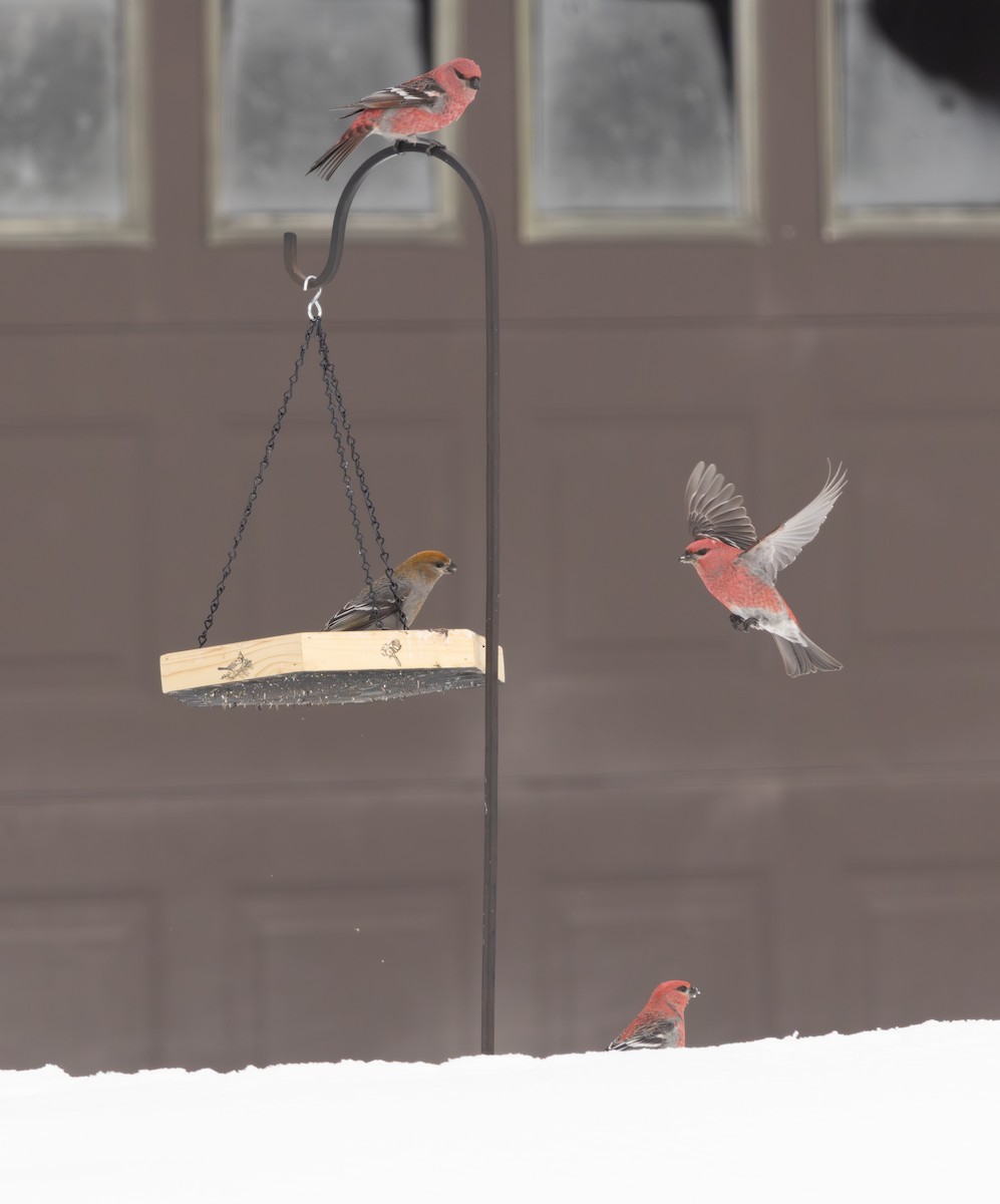 ギンザンマシコ - ML651136633