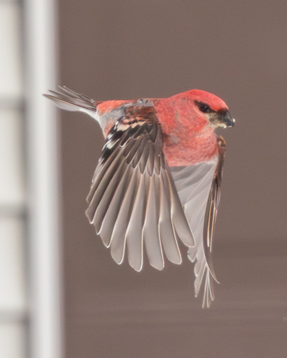 ギンザンマシコ - ML651136689