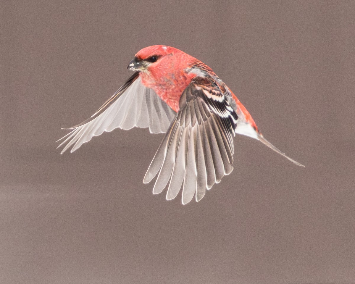 ギンザンマシコ - ML651136690