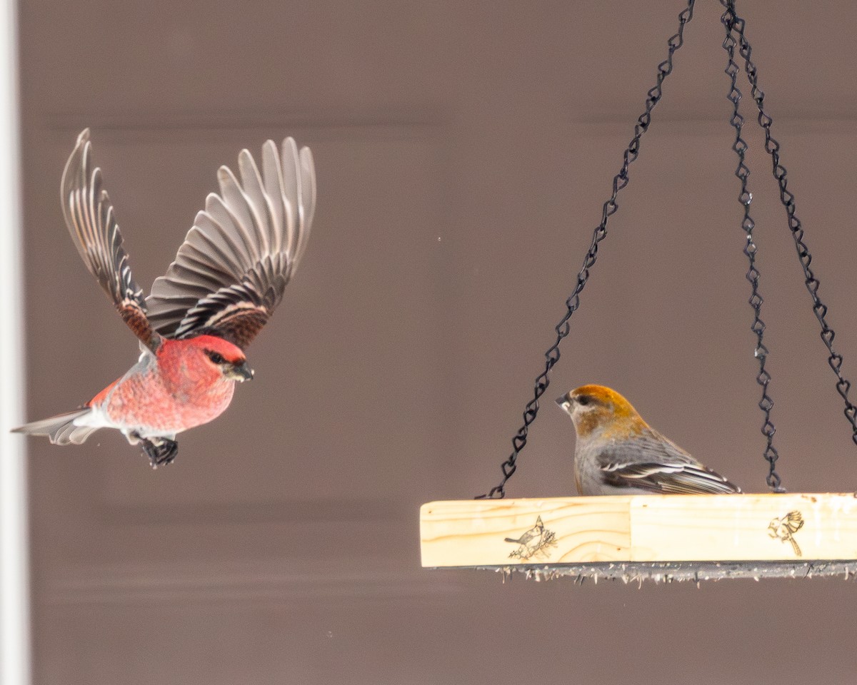 ギンザンマシコ - ML651136691