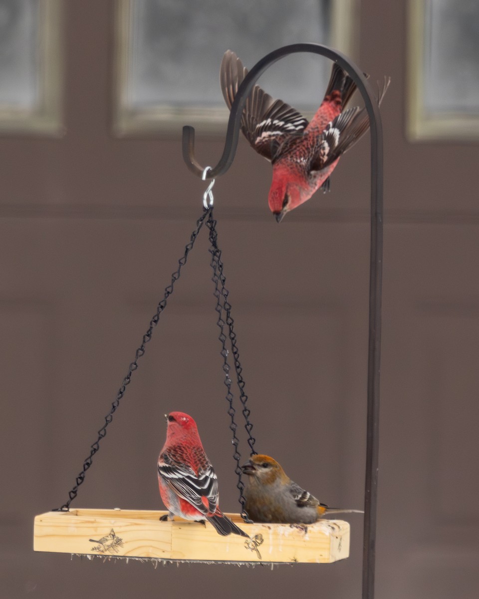 ギンザンマシコ - ML651136692