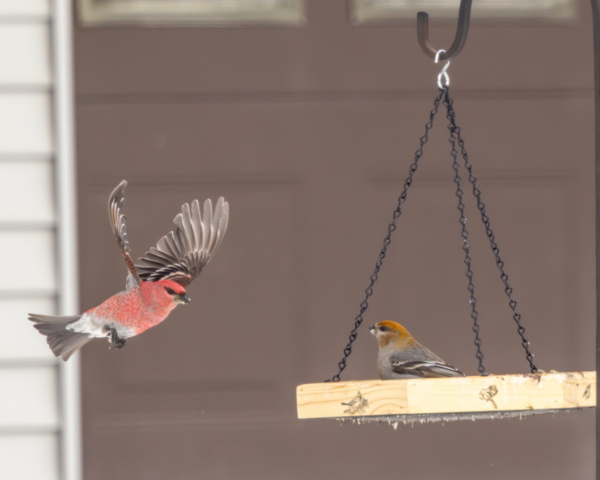 ギンザンマシコ - ML651136693