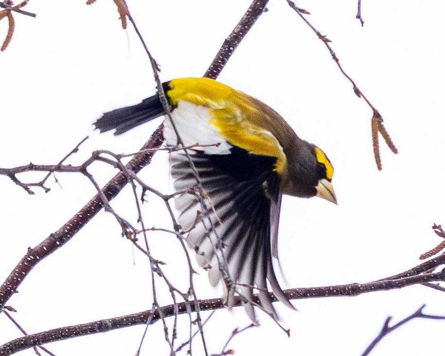 キビタイシメ - ML651136985