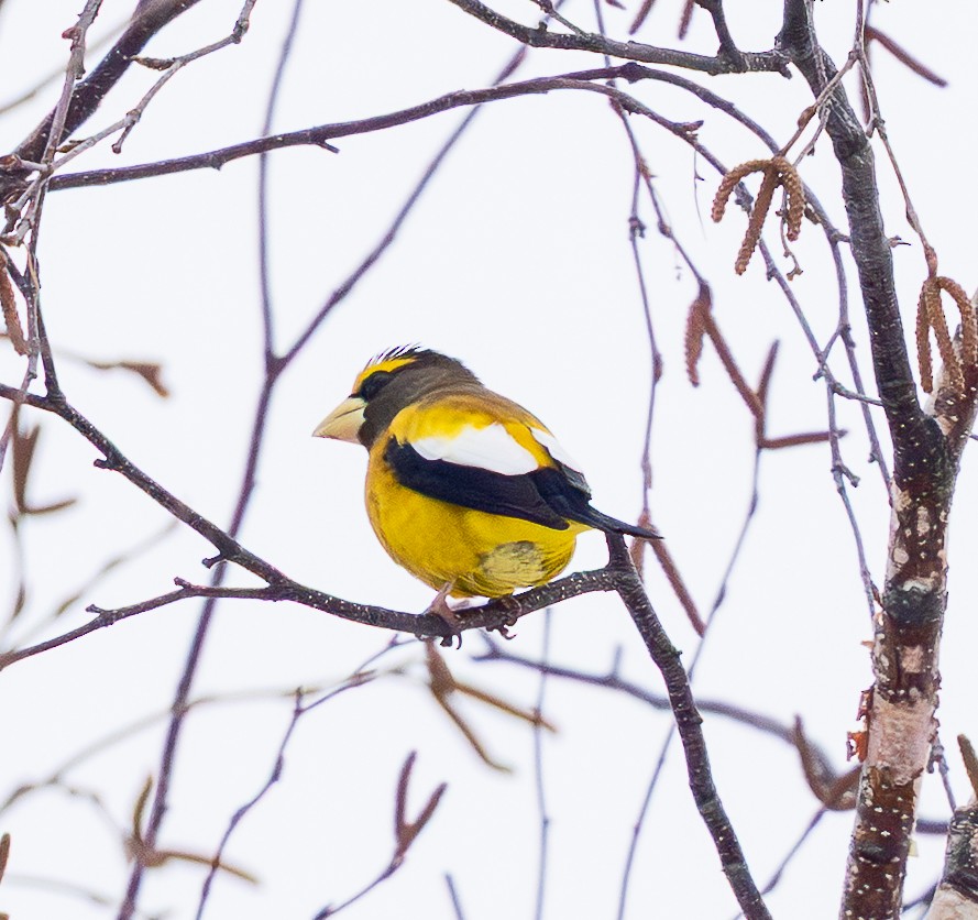 キビタイシメ - ML651136998