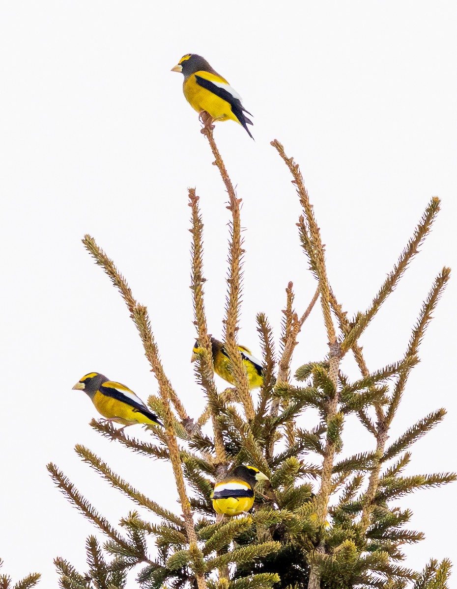 キビタイシメ - ML651137031