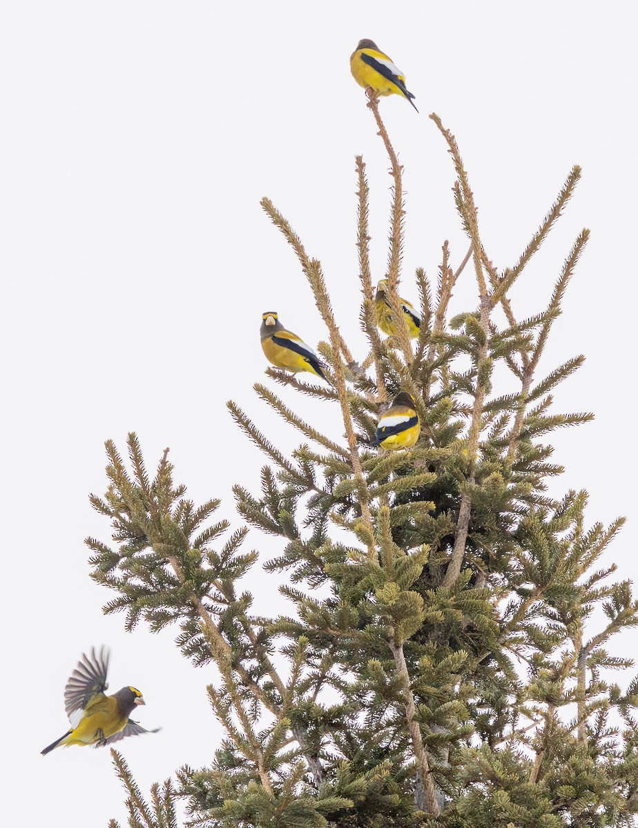 キビタイシメ - ML651137032