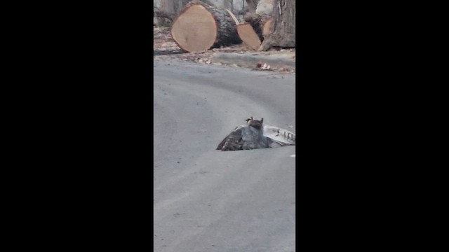 アメリカワシミミズク - ML651137046