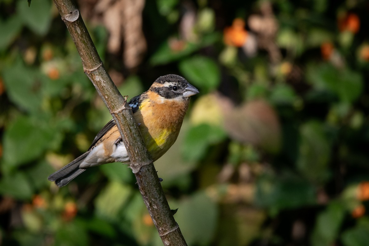 Black-headed Grosbeak - ML651137177