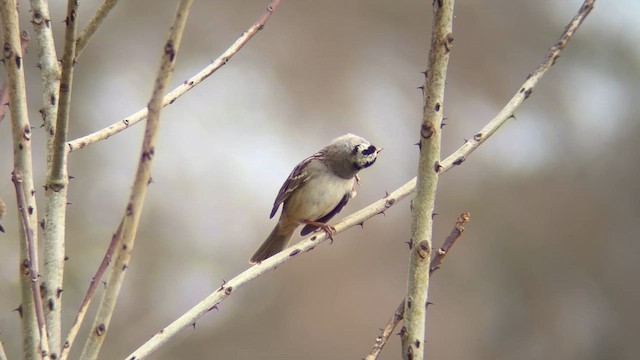 White-crowned Sparrow - ML651137792