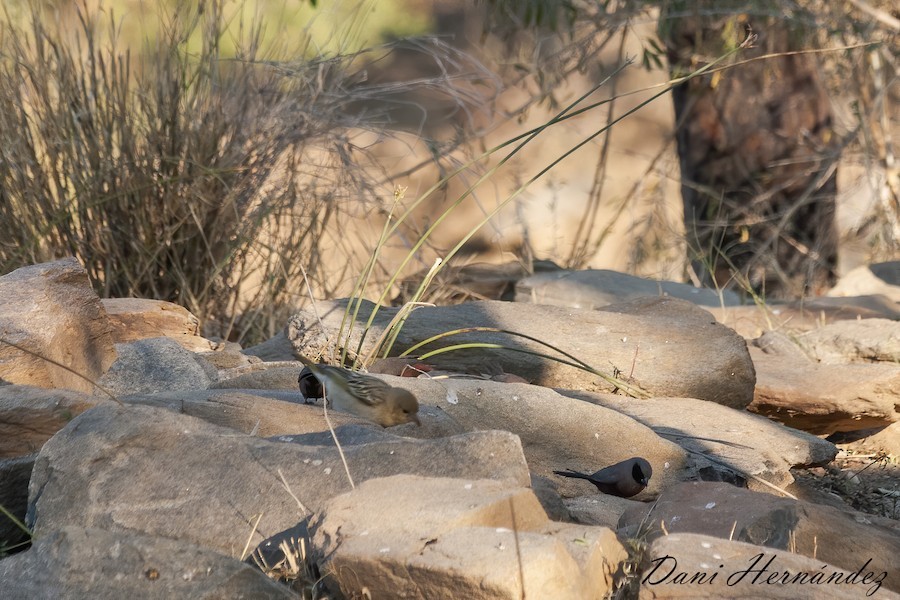 Black-faced Waxbill - ML651137864