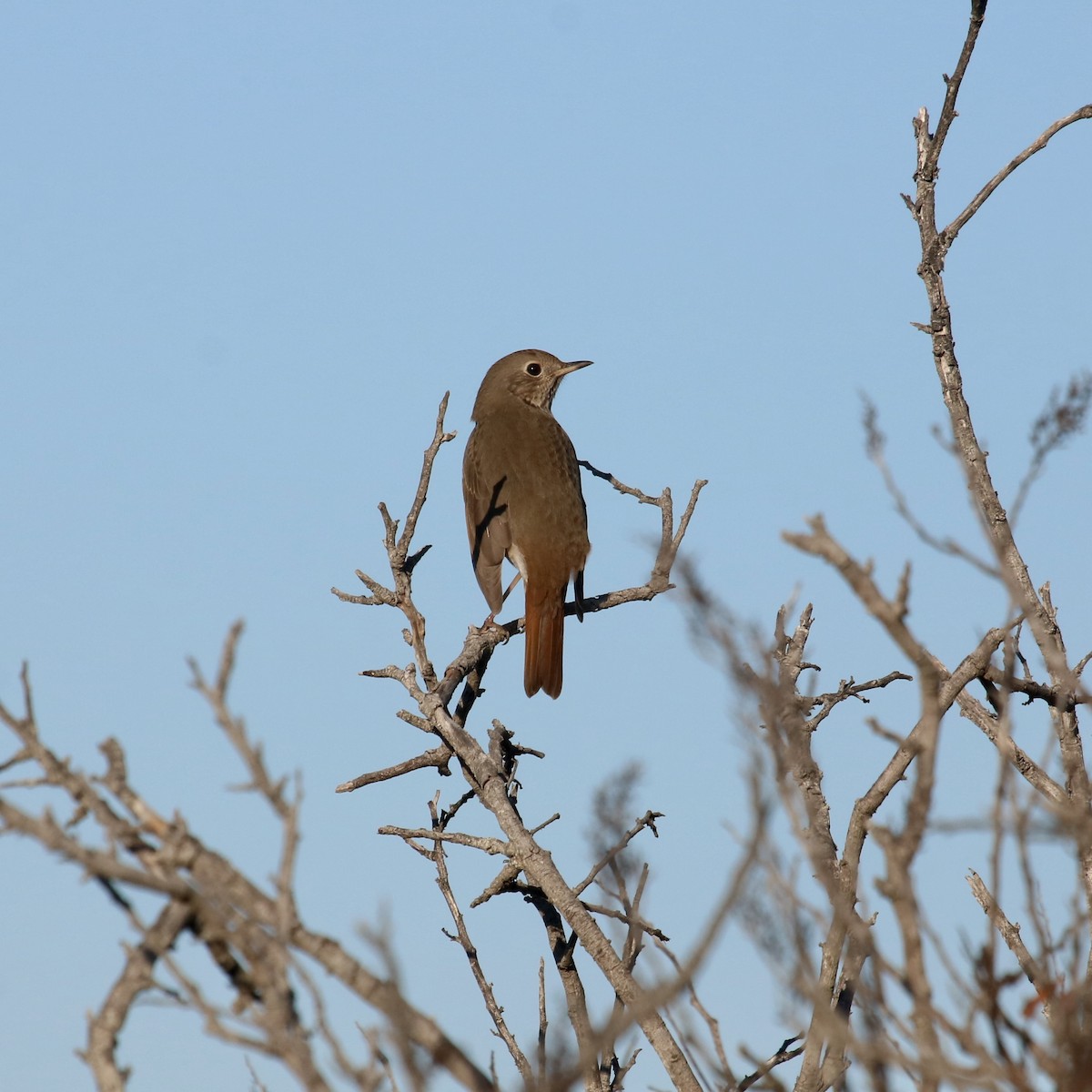 Hermit Thrush - ML651138028