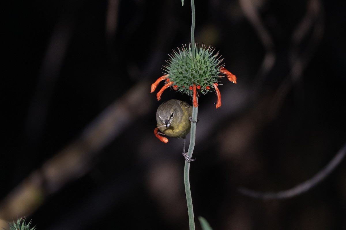 Orange-crowned Warbler - ML651138034