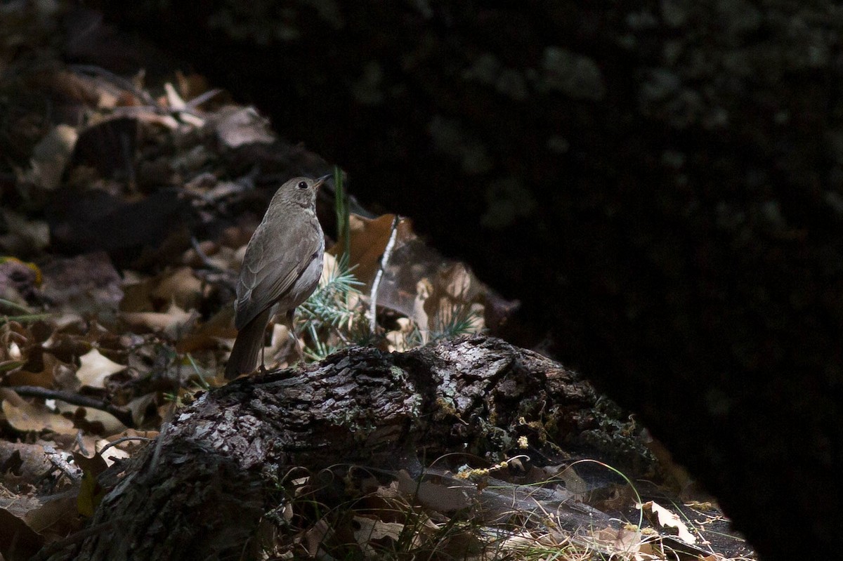 Hermit Thrush (auduboni Group) - ML651138088