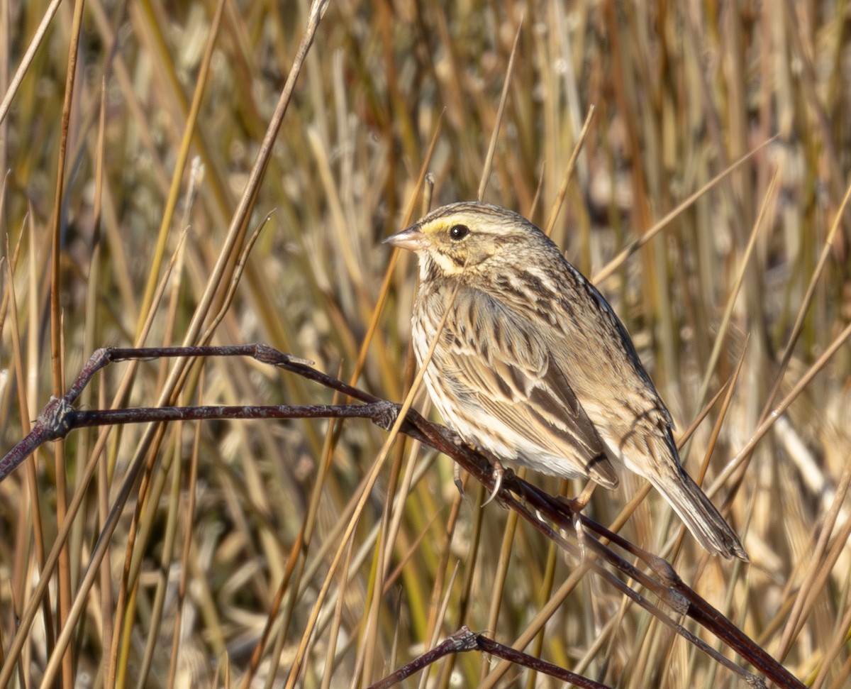 Grasammer - ML651138211