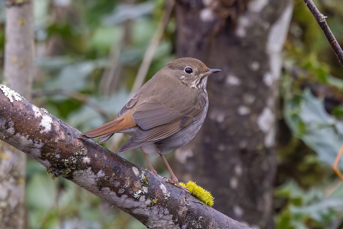 Hermit Thrush - ML651138230