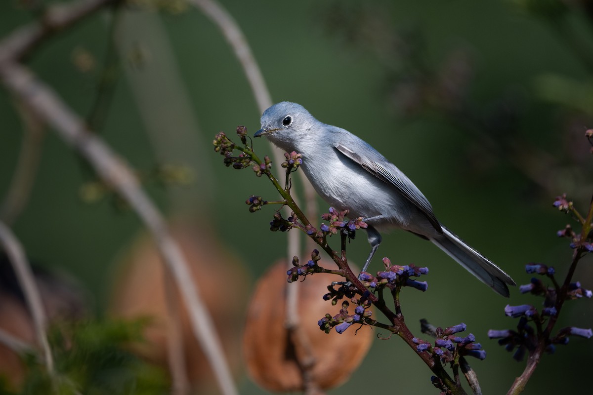 Blue-gray Gnatcatcher - ML651138476