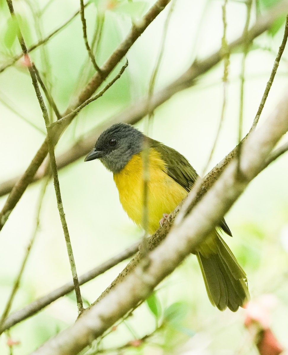 Gray-headed Tanager - ML651138663