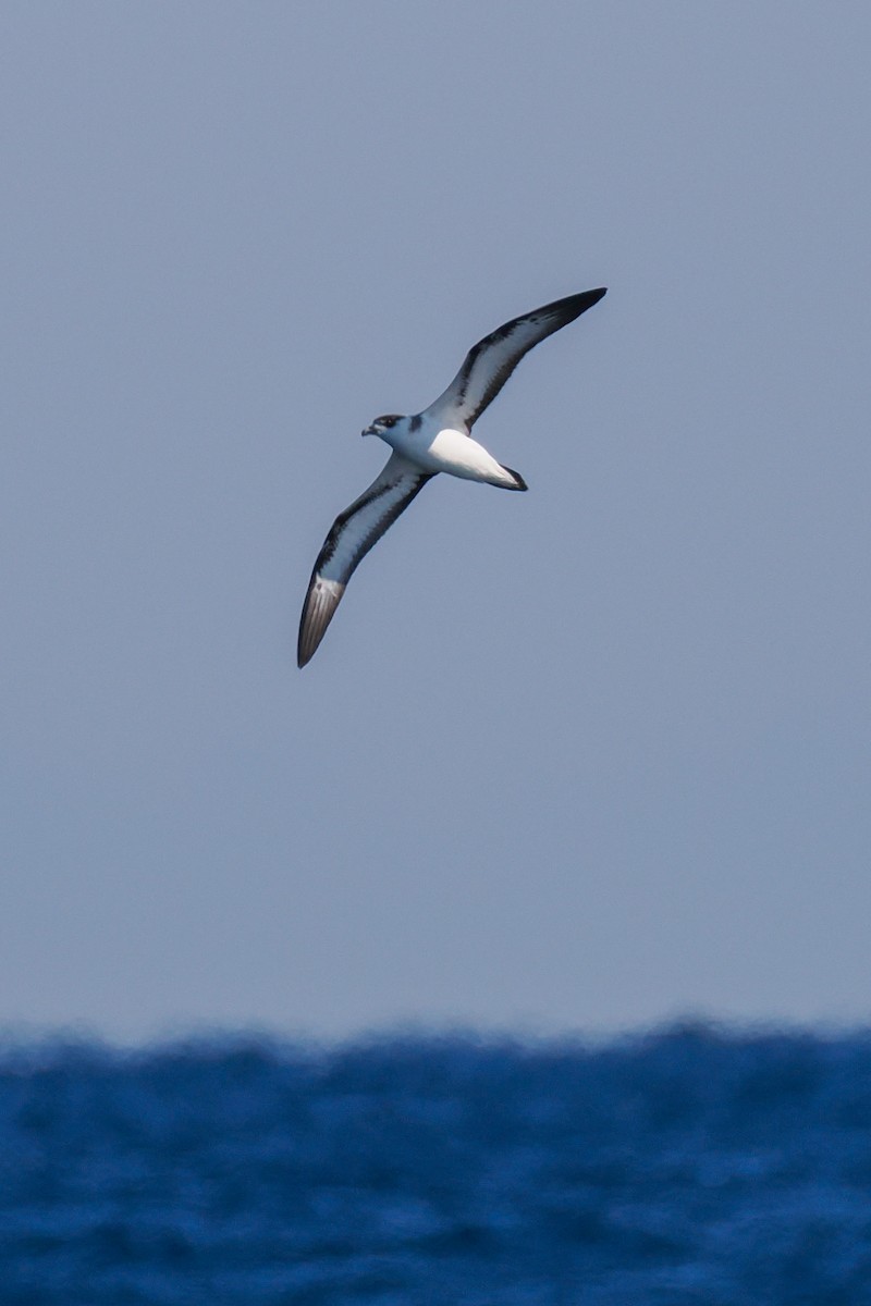 Pétrel diablotin - ML651138689