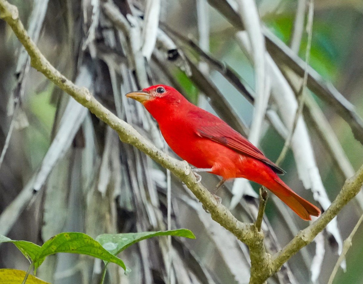 Summer Tanager - ML651138736