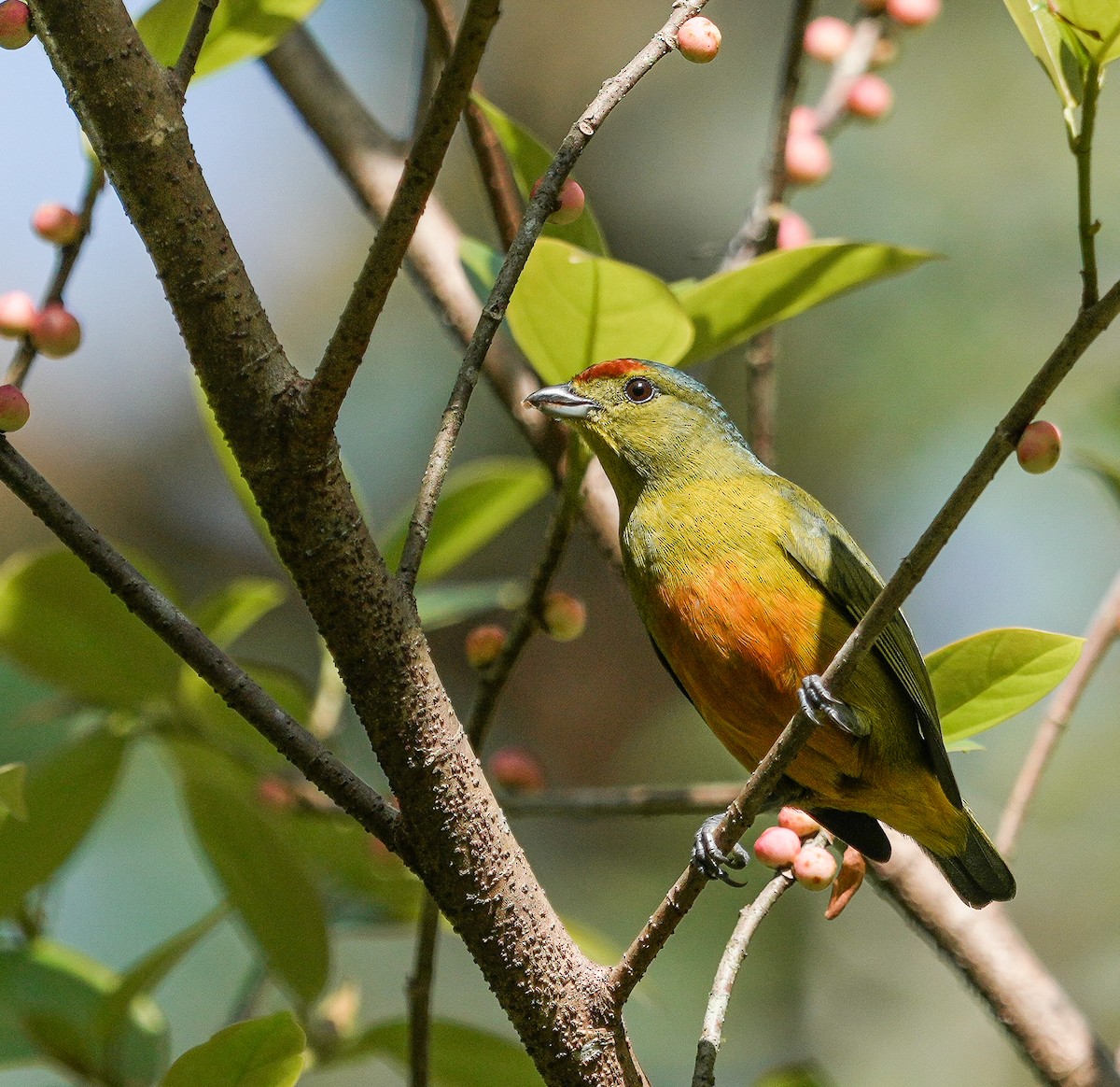 Spot-crowned Euphonia - ML651138775