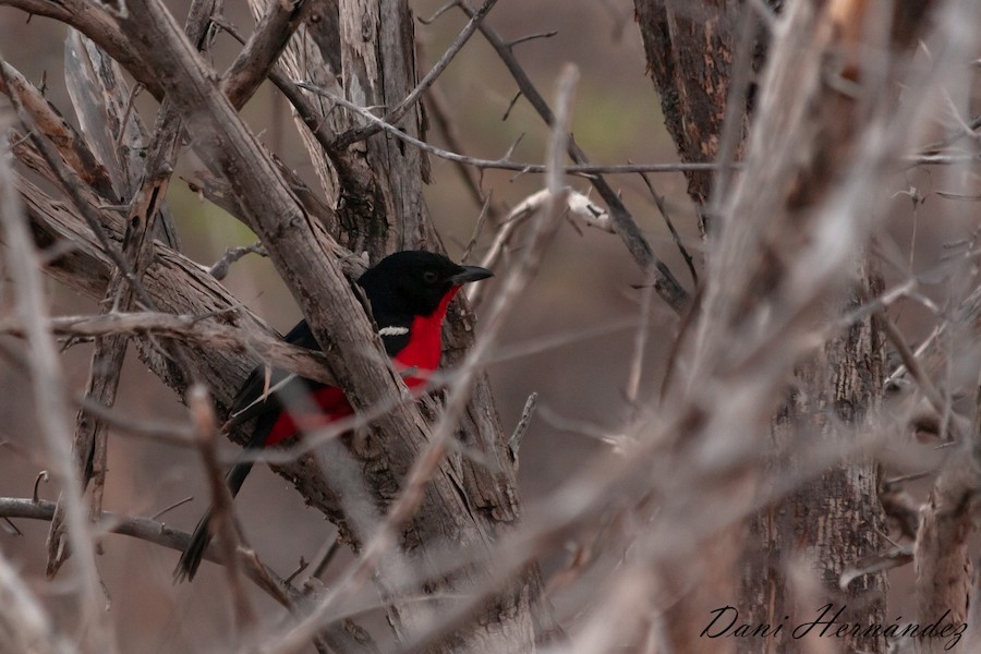 Rotbauchwürger - ML651138871