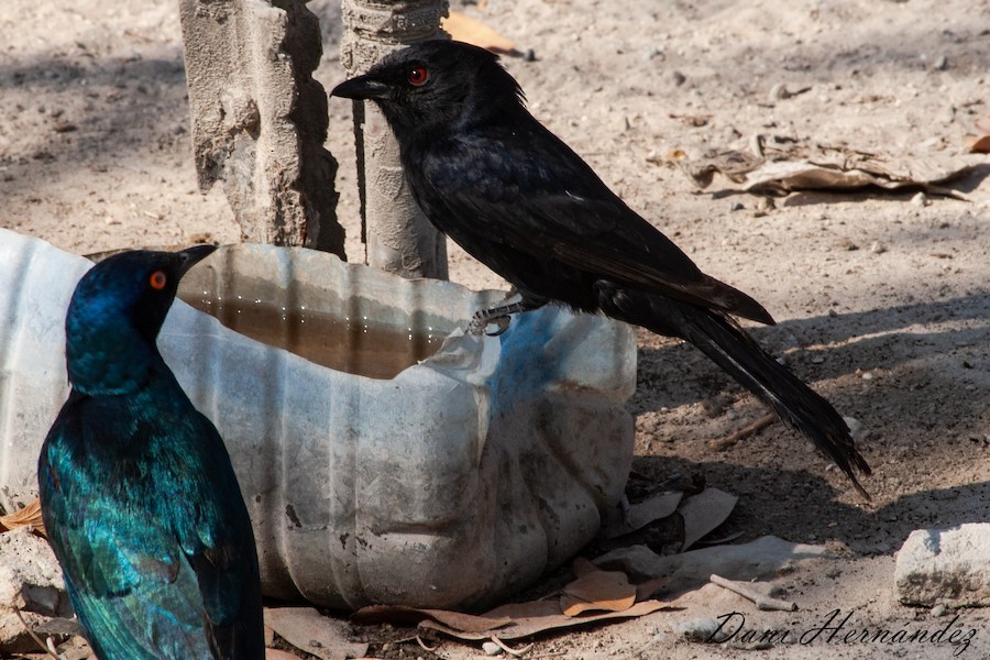 Trauerdrongo - ML651138874