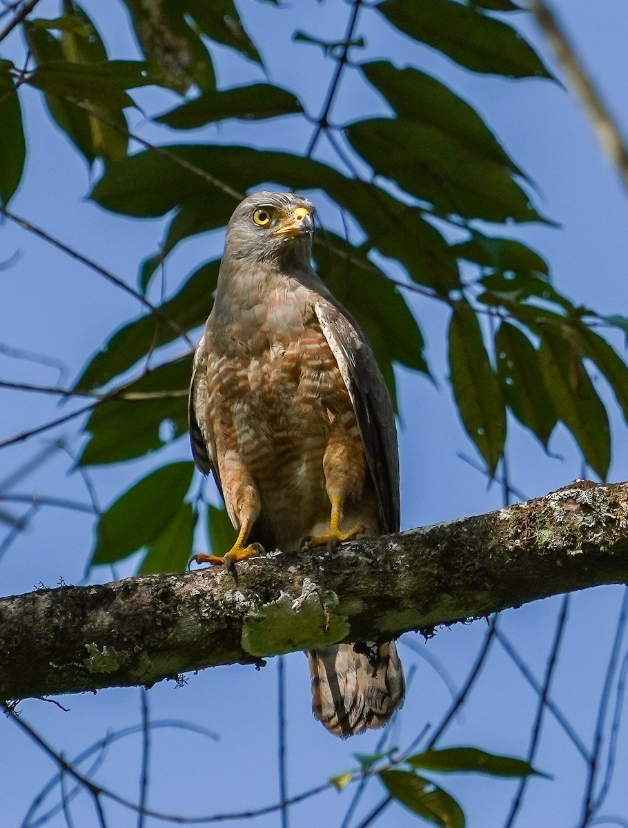 Roadside Hawk - ML651138894