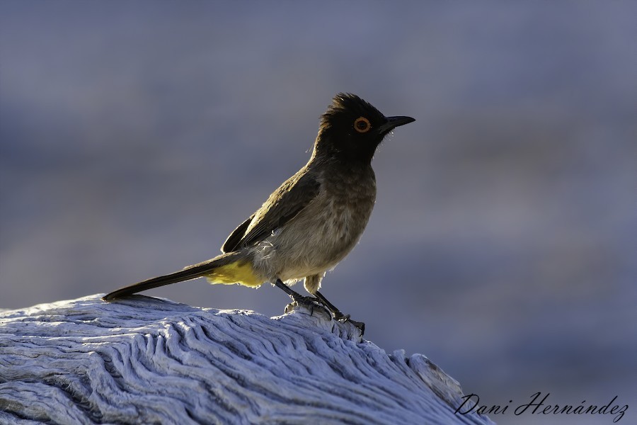 Feueraugenbülbül - ML651138902