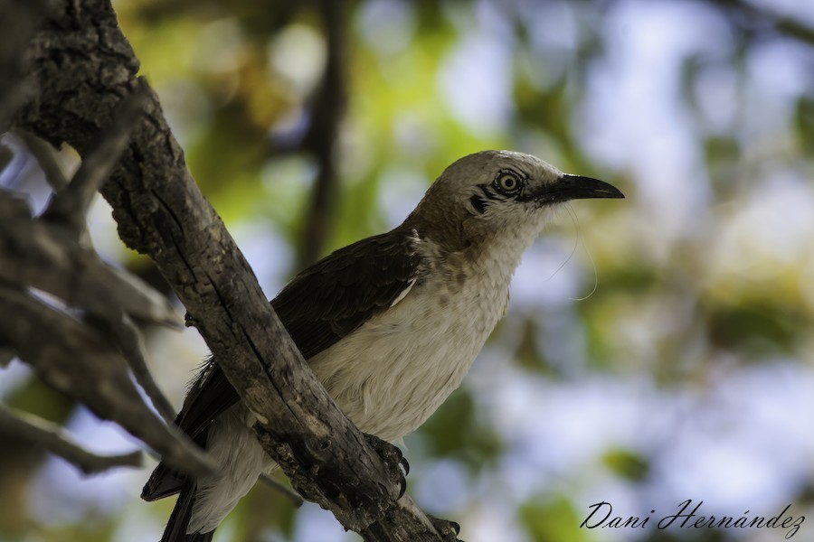 Nacktwangen-Drosselhäherling - ML651138910