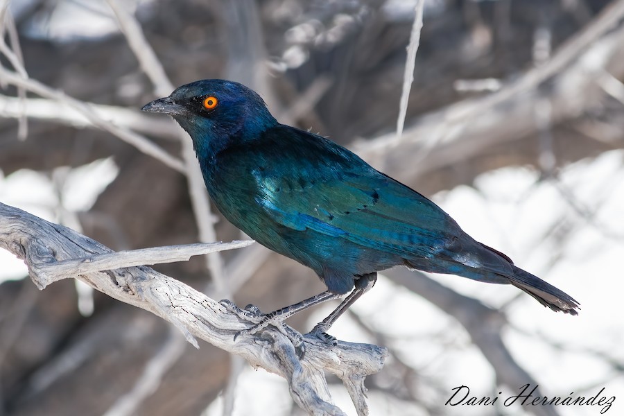 Rotschulter-Glanzstar - ML651138923