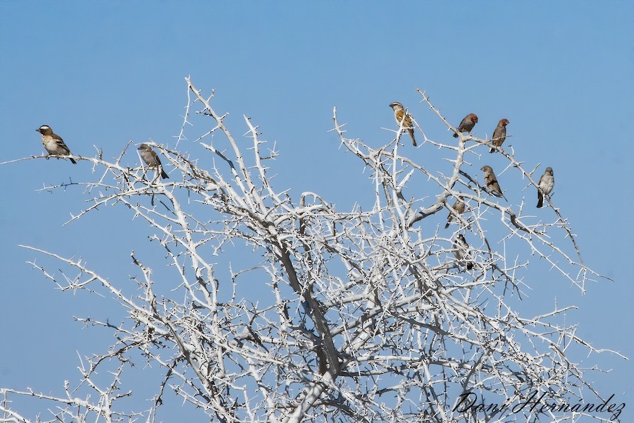 Damarasperling - ML651138978