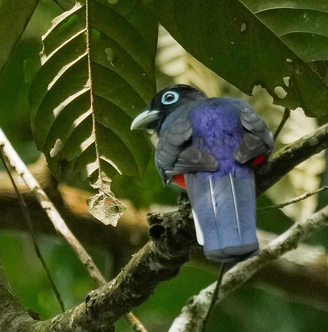 Baird's Trogon - ML651139027