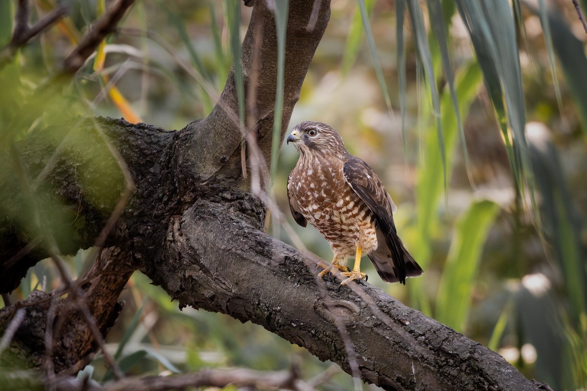 Broad-winged Hawk - ML651139075