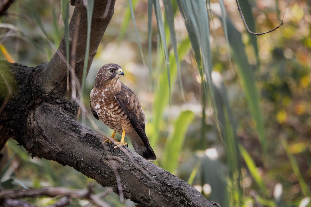 Broad-winged Hawk - ML651139076