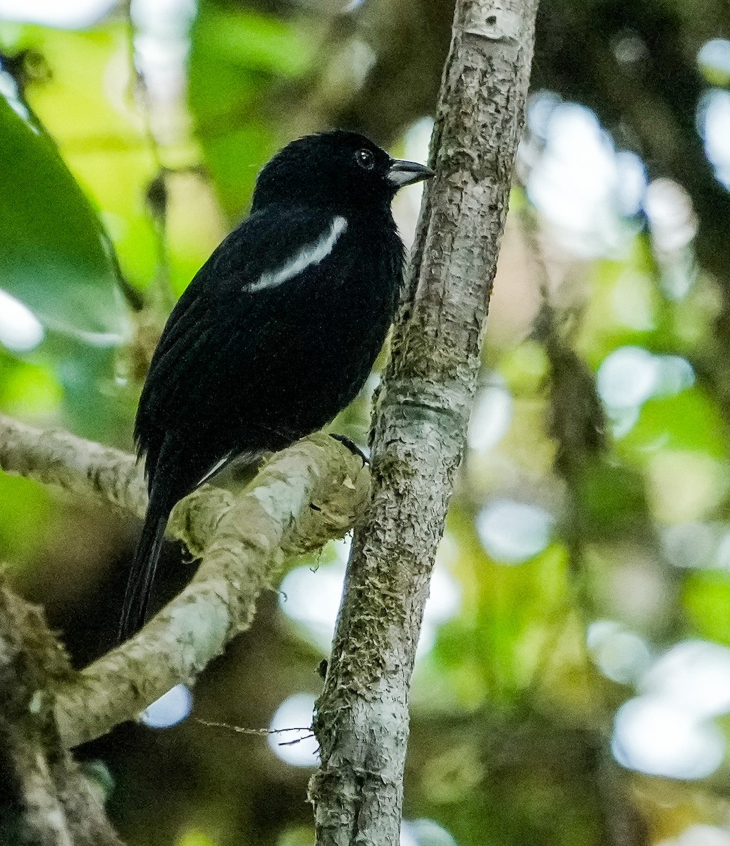 White-shouldered Tanager - ML651139110